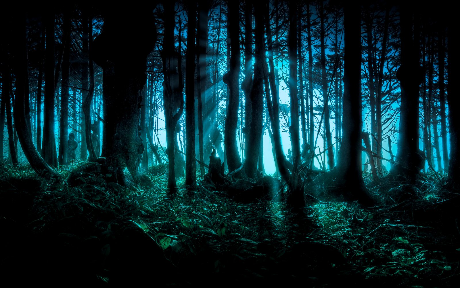 Woods in Darkness